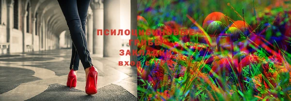 гашик Алексин